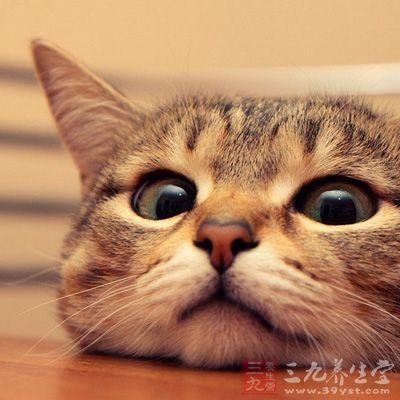 捉猫