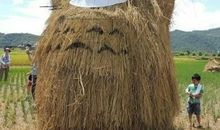 我是春天的稻草人