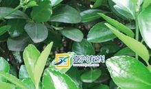 一片冬青树叶给一只毛毛虫的抗议书