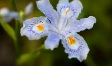 人生路上的友谊之花