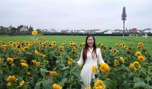 美丽的金卉庄园