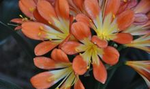 教室窗台上的花