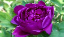 色泽鲜艳的牡丹花