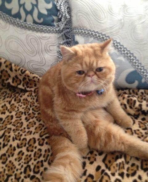 家猫
