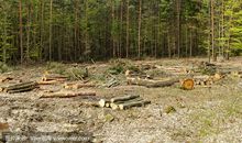 关于伐木的作文