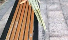 爸妈是一对爱情鸟