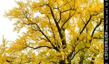 写白果树的作文