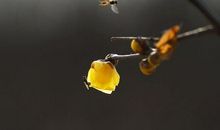 我忘不了那寒冬里的绽放