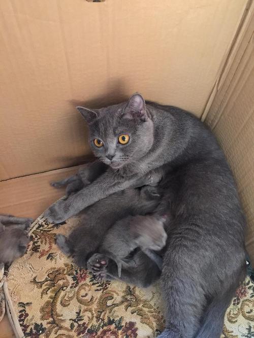 母猫