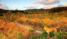 难以割舍的情怀