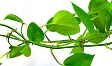 绿萝给我的启示