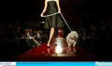 小狗“模特”秀