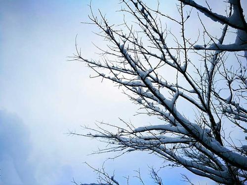 爸爸在雪地里