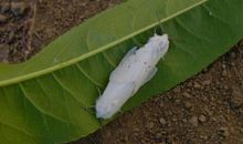 描写飞蛾的作文