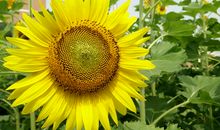 你像一朵向日葵