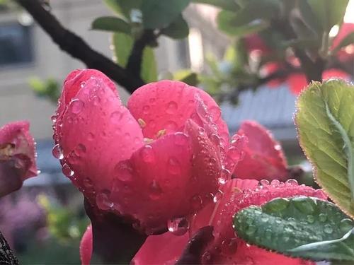 藏在花朵中的爱