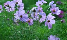 在战火中盛开的鲜花