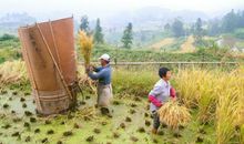 暑假趣事之收稻谷