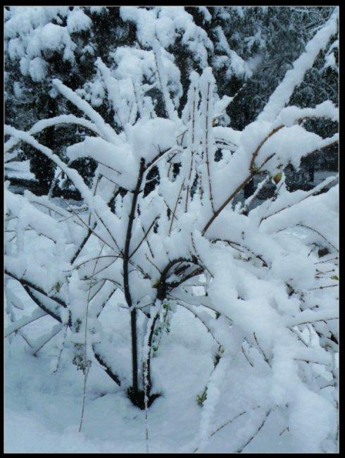 那天大雪