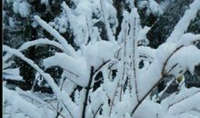 那大雪纷飞的清晨