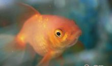 我发现了小金鱼的奥秘