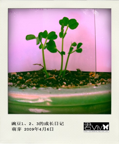豌豆成长日记