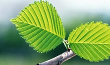 做一片美的叶子