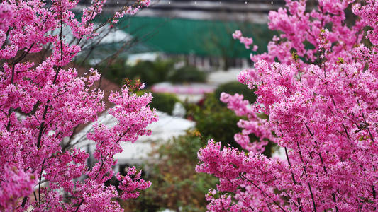 你就像一朵花