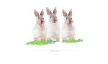 老虎和三只兔子