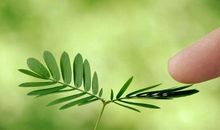 你像含羞草一样