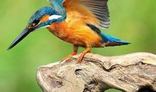 翠鸟移巢读后感