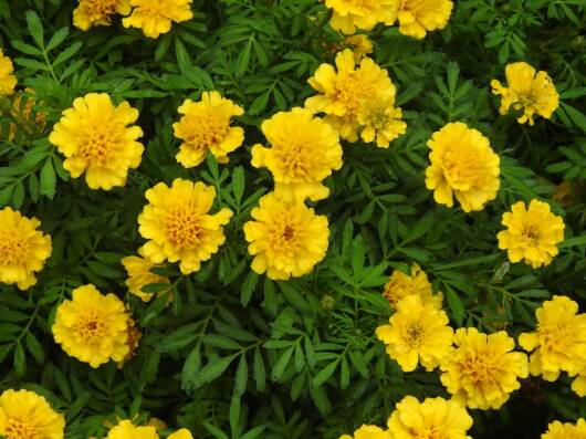 桂花开了四秒钟