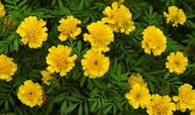 离桂花开还有四秒钟