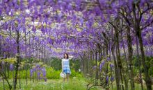 描写紫藤树的作文