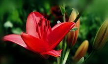 最美的花送给最美的人