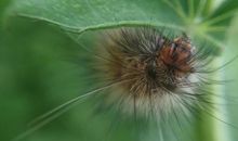 重获新生的“毛毛虫”