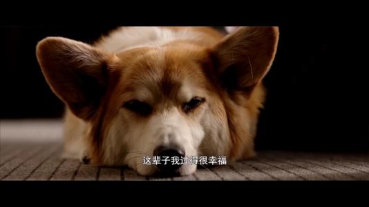 我是一只狗