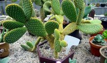 我们家的仙人掌