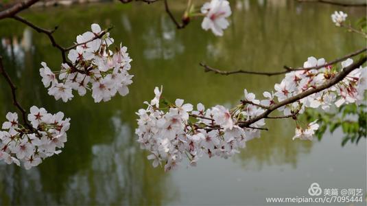 樱花颂
