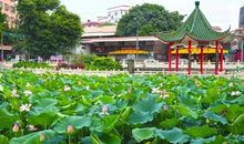 留在我心中的池塘