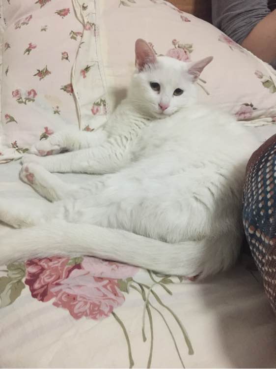 对我最亲爱的小猫