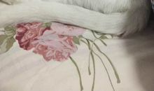 致我最亲爱的小猫