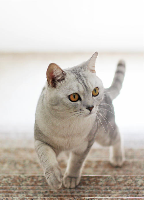 家里有只可爱的猫