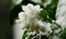 那一缕洁白的芬芳