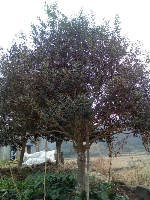 门前的桂花树