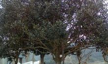 门前那棵桂花树