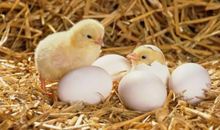 孵小鸡