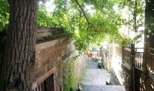 幽幽的古树，悠悠的童年