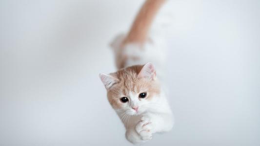 可爱的小猫_900话