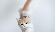 可爱的小猫_900字